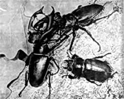 Самка и самец жука-оленя