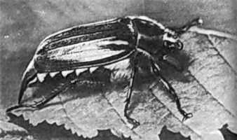 Западный майский жук