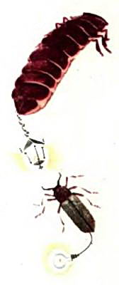 Жуки светлячки - самка сверху и самец снизу