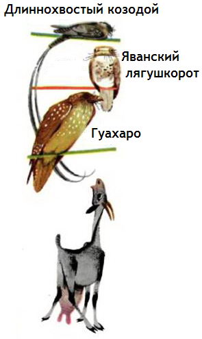 Разновидности козодоев