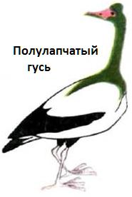 Игорь Акимушкин - Гусеобразные птицы