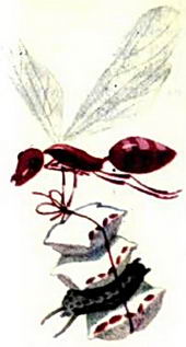 Самка муравья уносит с собой и тлю