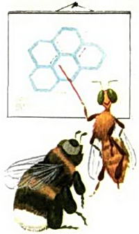 Пчелиные уроки
