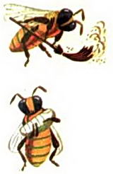 Пчела уборщица и пчела нянька