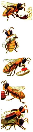 Пчела уборщица и пчела нянька и еще несколько ролей