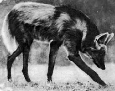 Гривистый волк — самый высокий зверь в семействе псовых: 75 сантиметров в плечах, но не самый тяжелый — 23 килограмма. По ночам гривистые волки кричат как-то необычно и жутковато. Но на людей никогда не нападают.