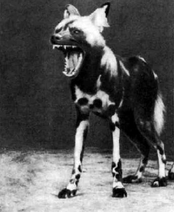 Гиеновая собака — волк Африки.