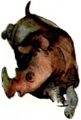 Убегающий носорог