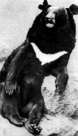 Несмотря на свой небольшой для медведя рост и вес (до восьми пудов), гималайский медведь отважен и агрессивен: он порой нападает и на тигров, которых бурые, более крупные, медведи боятся.