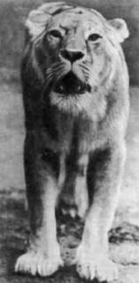 Длина львиной шкуры (с хвостом) 2,3—3,5 метра. Весят львы от 100 до 227 килограммов.