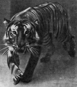 Тигр крупнее льва: длина шкуры (с хвостом) 2,7—3,7, редко 4 метра, весит зверь 200—320 килограммов.