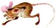 Убегающая мышка-норушка