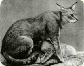 Камышовый кот хаус — одна из немногих кошек, которая устилает своей шерстью гнездо.