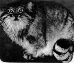 Некоторые специалисты полагают, что манул был предком домашней персидской, или ангорской, кошки. Его мех очень длинный и пушистый, потому что зимы там, где живет манул, весьма холодные.
