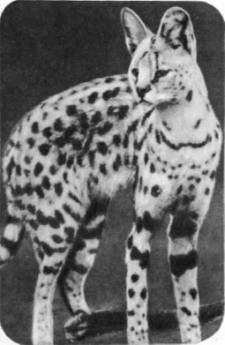 Самые большие кошки Африки — лев, леопард и гепард. Сервал меньше их, но крупнее всех других африканских кошек.