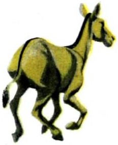 Лошадка Пржевальского