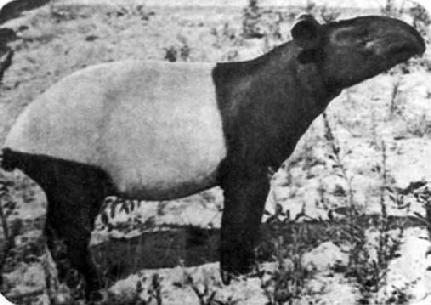 У азиатского тапира словно белый чепрак на спине. Родина его - Бирма, Индокитай и Суматра. В пред ледниковое время тапиры водились и в Европе.