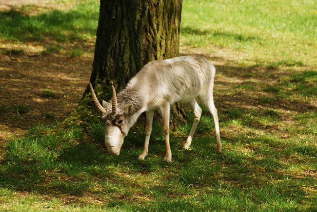 Сайгак (Saiga tatarica) 