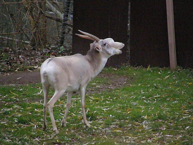 Сайгак (Saiga tatarica) 