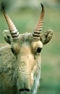 Сайгак (Saiga tatarica)