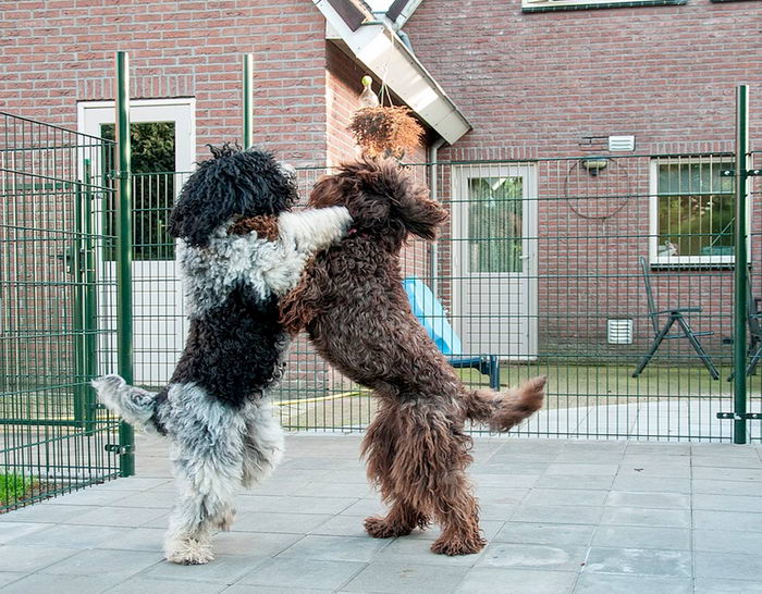 Барбет (Barbet, French Water Dog)