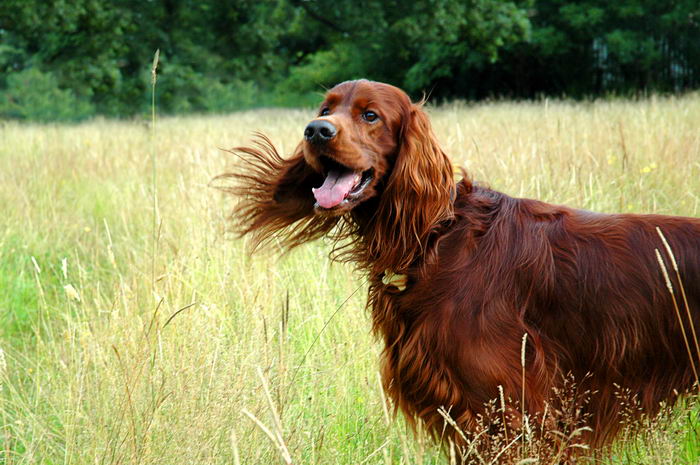 Красный ирландский сеттер (Irish Red Setter)