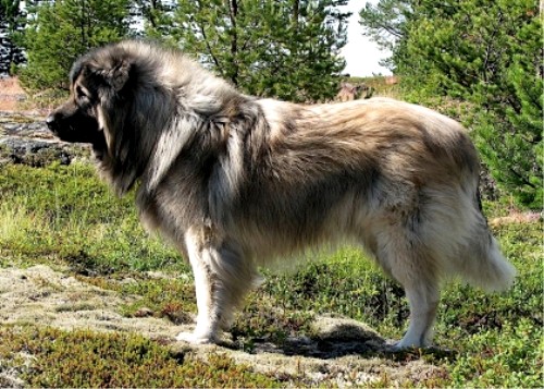 http://natureworld.ru/breeds_dog/sarplaninac_01.jpg