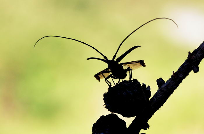 Жук усач большой еловый черный (Monochamus sartor)