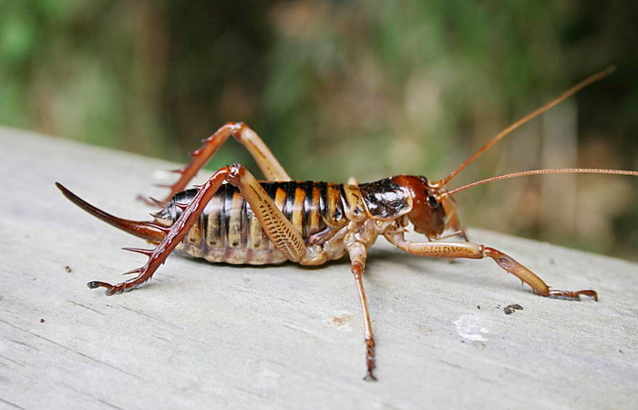 Самые большие насекомые в мире (74 фото)