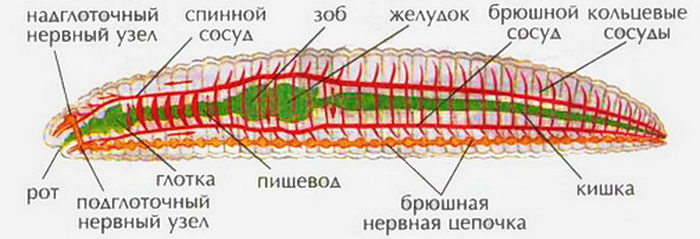 Маленькие черви на кровати